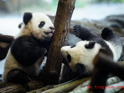  Die beiden jungen Panda-BÃ¤ren im Zoo Berlin tollen in ihrem Gehege umher. Foto: Gregor Fischer/dpa 