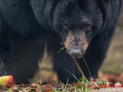  Die SchwarzbÃ¤rin hat im Zoo OsnabrÃ¼ck nun mehr Auslauf als in ihrem alten Gehege. Foto: Friso Gentsch/dpa 