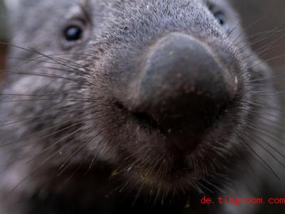  Das Wombat-Weibchen Maya interessiert sich anscheinend sehr fÃ¼r die Kamera. Foto: Peter Steffen/dpa 