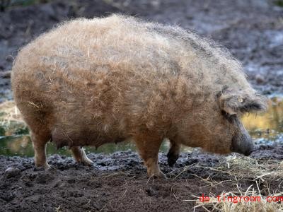  Ein Wollschwein steht im Tierpark Kunsterspring in seinem Gehege. Seinen lockigen Borsten verdankt das Tier seinen Namen. Foto: Soeren Stache/dpa-Zentralbild/ZB 