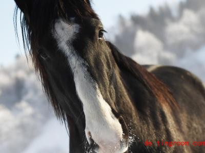  Dieses Pferd hat eine Blesse. Foto: Angelika Warmuth/dpa 