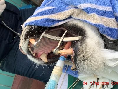  Dieser Tiger hatte ein Loch im Zahn, das gefÃ¼llt wurde. Foto: ---/Zoo Duisburg/dpa 
