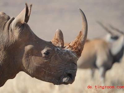  NashÃ¶rner werden wegen ihrer HÃ¶rner gejagt. TierschÃ¼tzer helfen ihnen dagegen. Foto: picture alliance / dpa 