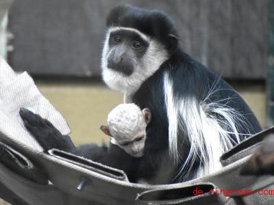  Zu Beginn ihres Lebens ist das Fell von Guereza-Affen noch ganz weiÃ. Foto: ---/Allwetterzoo MÃ¼nster/dpa 