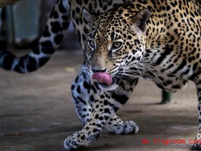  Auch Raubkatzen wie der Jaguar legen weite Strecken zurÃ¼ck. Foto: Jorge Torres/EFE/EPA/dpa 