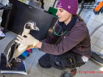  Ein Pinguin macht sich bereit fÃ¼r den HÃ¶rtest. Foto: Jens BÃ¼ttner/dpa-Zentralbild/ZB 