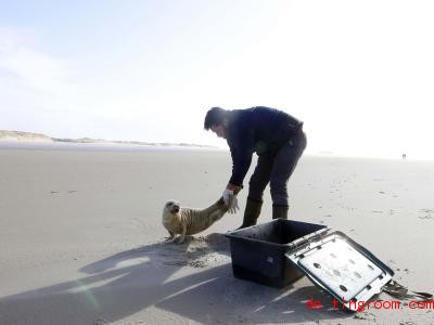  Toni Thurm packt einen kranken Seehund in eine Kiste. Er soll in einer Seehund-Station behandelt werden. Foto: Wolfgang Runge/dpa 
