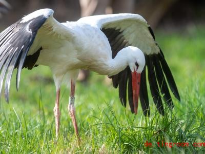  Der junge Storch schaut sich um und sucht nach Futter. Foto: Klaus-Dietmar Gabbert/dpa-Zentralbild/ZB 