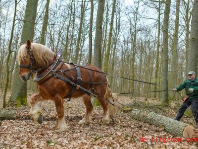  Dieses Pferd hat eine Menge Kraft und hilft dabei, im Wald aufzuräumen. Foto: Patrick Pleul/dpa-Zentralbild/ZB 