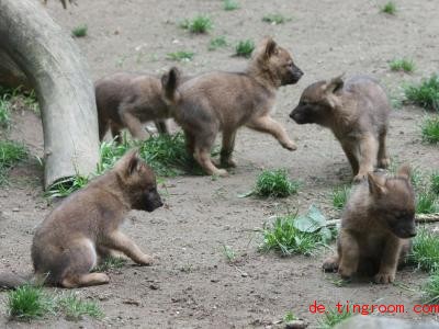  Sind das junge Mischlingshunde? Wölfe? Füchse? Nein, es sind Rothunde aus Asien. Foto: -/Zoo Magdeburg/dpa 