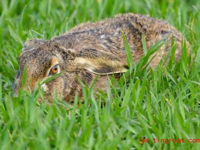  Der Hase versucht sich so klein zu machen, dass man ihn im Gras nicht sieht. Foto: Patrick Pleul/dpa-Zentralbild/ZB 