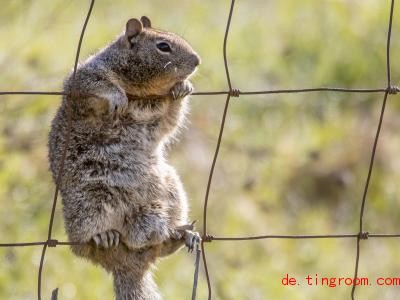  Was macht denn der Ziesel da? Offenbar klettert er gerne im Zaun herum. Foto: Robin Loznak/ZUMA Wire/dpa 