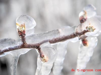  Guter Trick: Diese Schicht aus Eis schützt die Blüten der Obstbäume. Foto: Sina Schuldt/dpa 