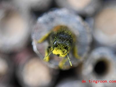  Eine Mauerbiene kommt aus ihrer Nisthöhle im Insektenhotel. Foto: Arne Dedert/dpa 