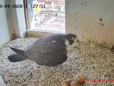  Mit Webcams kann man Tieren sehr nahe kommen, etwa diesem Wanderfalken. Foto: Lebensraum Burg/Regierung von Mittelfranken/dpa 