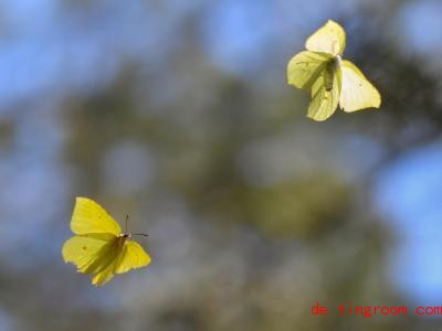  Hier flattern zwei männliche Zitronenfalter. Die Weibchen sind eher weißlich-grün. Foto: Patrick Pleul/dpa-Zentralbild/ZB 