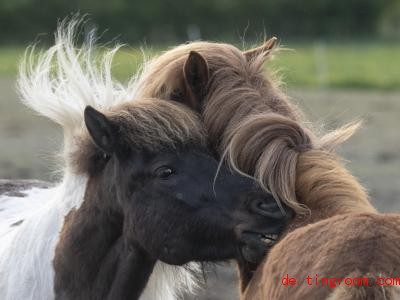  Pferde kraulen sich gerne gegenseitig. Foto: Boris Roessler/dpa 