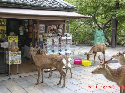  Diese Hirsche hoffen wohl, dass sie am Kiosk etwas zu knabbern bekommen. Foto: -/kyodo/dpa 