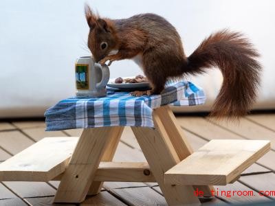  Eigentlich isst man ja nicht auf dem Tisch. Aber das ist dem Eichhörnchen wohl egal. Foto: Peter Kneffel/dpa 