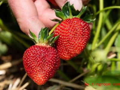  Reife Erdbeeren erkennst du an der roten Farbe und dem leckeren Erbeergeruch. Foto: Swen Pförtner/dpa 