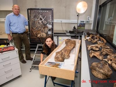  Fast das komplette Skelett eines Waldelefanten haben Forscher gefunden. Foto: Julian Stratenschulte/dpa 