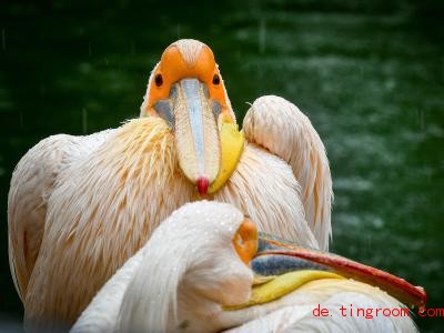  In der Paarungszeit färben Pelikane ihr Gefieder. Auch die Haut um den Schnabel bekommt eine leuchtende Farbe. Foto: ---/ukrin/dpa 