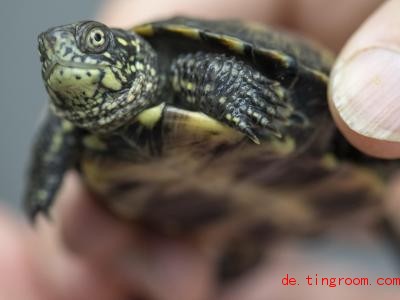  Fachleute wildern Sumpfschildkröten aus, damit sich bald wieder mehr von ihnen in der Natur finden. Foto: Boris Roessler/dpa 