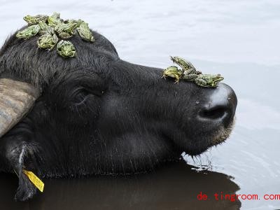  Der Büffel steht im Wasser, von dort sind die Frösche auf ihn draufgehüpft. Foto: Peter Schneider/KEYSTONE/dpa 