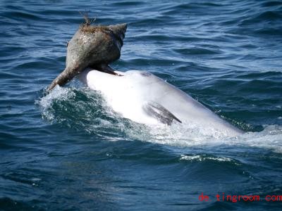  Dieser Delfin schüttelt das Schneckengehäuse aus, denn darin verstecken sich kleine Fische. Foto: So<em></em>nja Wild/Dolphin Innovation Project/dpa 