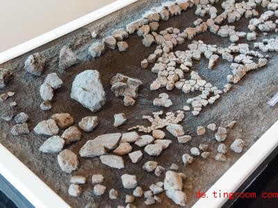  Was aussieht wie Steinchen, sind die Überreste einer uralten Schildkröte. Foto: Daniel Bockwoldt/dpa 
