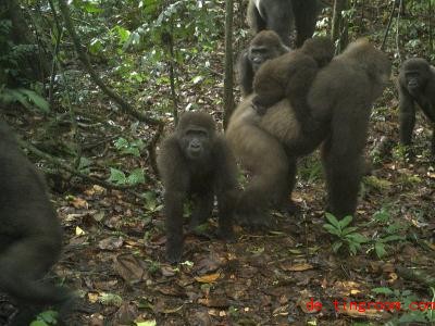  Die wenigen Cross-River-Gorillas leben sehr versteckt im Regenwald in Afrika. Foto: -/WCS Nigeria/dpa 