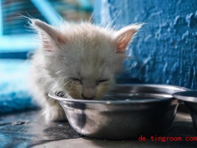  Katzen sollten am besten Wasser trinken. Foto: Herwin Bahar/ZUMA Wire/dpa 