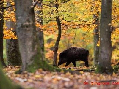  In machen Gegenden Deutschlands finden Wildtiere gerade reichlich Futter, vor allem Eicheln und Bucheckern. Foto: Lino Mirgeler/dpa 