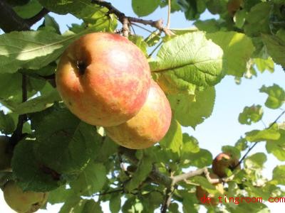  Diese Apfelsorte heißt Alkeme. Foto: Miriam Schönbach/dpa-Zentralbild/dpa 