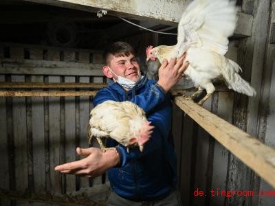  Nic Dilger kümmert sich um mehr als 100 Hühner. Foto: Felix Kästle/dpa 