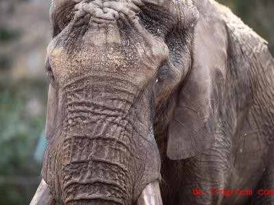  Der sieht kräftig aus: To<em></em>nga heißt dieser Elefantenbulle. Foto: Sebastian Kahnert/dpa-Zentralbild/dpa 