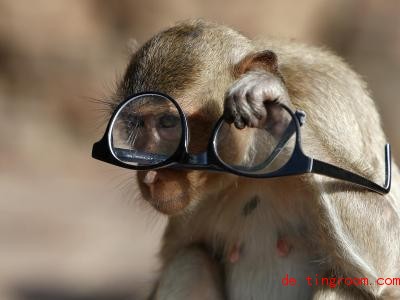 Die Affen sind kleine Diebe. Foto: Chaiwat Subprasom/SOPA Images via ZUMA Wire/dpa 