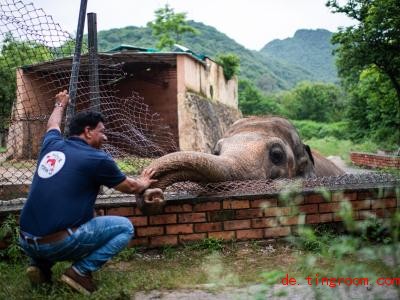  Elefant Kavaan hat in seinem alten Zuhause viel zu wenig Platz. Das soll sich nun ändern. Foto: Arne Bänsch/dpa 
