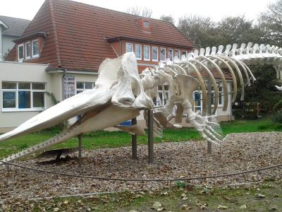  Am Skelett kann man gut erkennen, wie groß so ein Pottwal ist. Foto: picture alliance / Peter Kuchenbuch-Hanken/dpa 