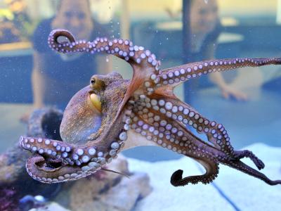  Der Oktopus kann blitzschnell seine Farbe verändern und sich an seine Umgebung anpassen. Auch im Schlaf wechselt er die Körperfarbe. Foto: picture alliance / dpa 