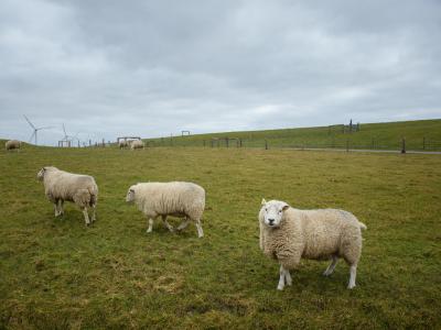 Die Schafe auf einem Deich haben eine wichtige Aufgabe. Foto: Gregor Fischer/dpa 