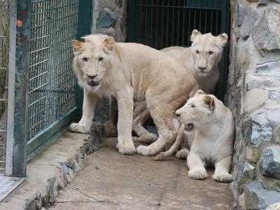  Die jungen weißen Löwen entdecken ihr neues Zuhause im Zoo in Gera. Foto: Bodo Schackow/dpa-Zentralbild/dpa 