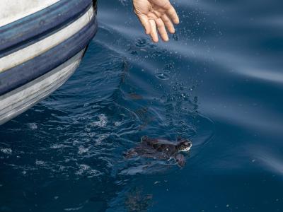  Diese kleine Schildkröte wurde von Öl befreit und wieder zurück ins Meer gelassen. Foto: Ariel Schalit/AP/dpa 