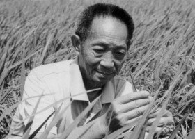 Скончался отец китайского гибридного риса Юань Лунпин