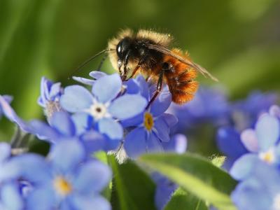  Diese Biene sammelt Nektar auf einer Vergissmeinnicht-Blüte. Foto: picture alliance / dpa 