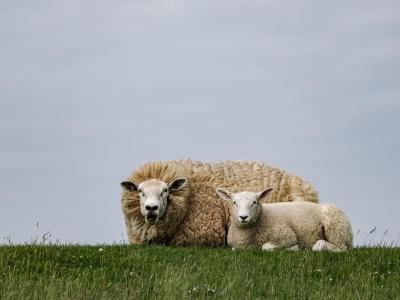  Wenn es im Juni plötzlich wieder kälter wird, sprechen Wetter-Fachleute von Schafskälte. Foto: Axel Heimken/dpa 