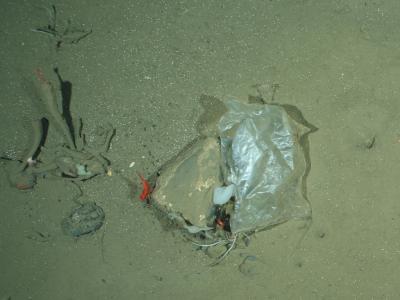  Selbst in der Tiefsee finden Forschende Plastik. Foto: Melanie Bergmann/Ofos/Alfred-Wegener-Institut/dpa 