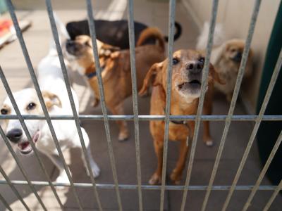  Viele Tierheime erwarten, dass jetzt eine Menge Hunde abgegeben werden. Denn manche Leute haben vor der Anschaffung nicht genug nachgedacht. Foto: Marcus Brandt/dpa 