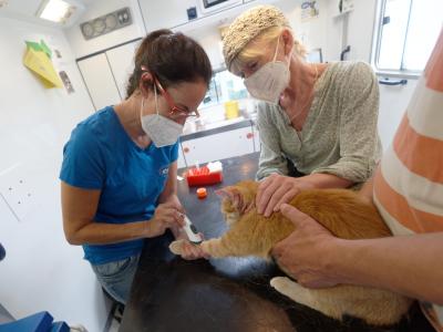  Kater Moritz hat Allergien. Im Tierarztmobil kostet die Behandlung nichts oder nur wenig. Foto: Henning Kaiser/dpa 