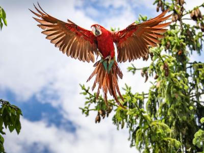  Aras sind richtig schöne Vögel. Sie gehören zu den Papageien. Dieser Ara fliegt gerade auf einen Kirschbaum zu. Foto: Frank Rumpenhorst/dpa 